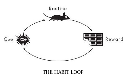 experimento hábitos con ratón